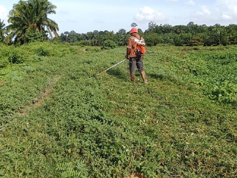 KERJA MEMOTONG RUMPUT DI KILANG SAWIT PANCHING