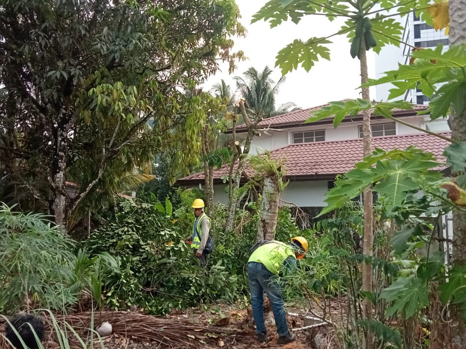TREE MAINTENANCE SERVICES IN M.B.K.S. 