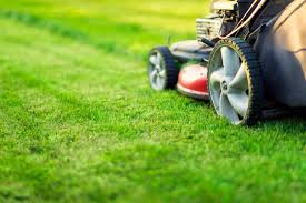 Grass
