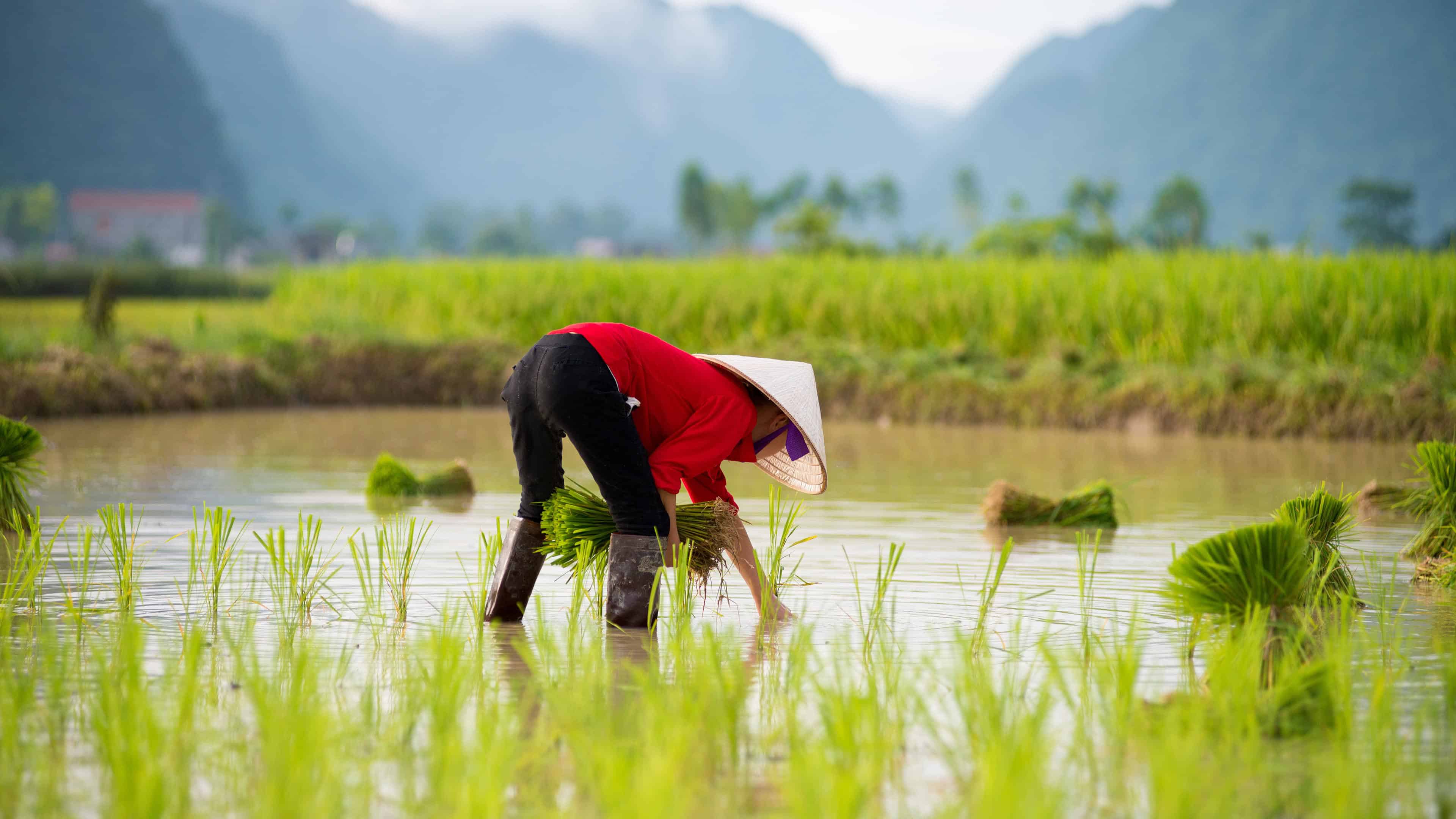 Agriculture
