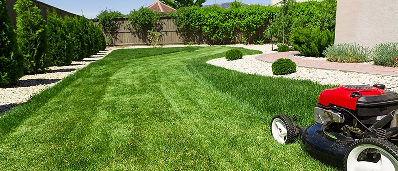 GRASS